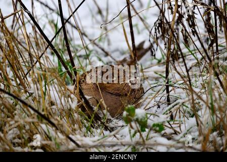 Female Pheasant between the grass in the snow Stock Photo