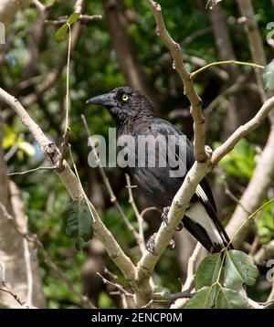 A young Australian pied currawong (strepera graculina) bird. Shiny black and white feathers, yellow eyes, perched in a tree. Queensland, Australia. Stock Photo