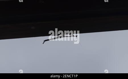 A silhouette of a Praying Mantis insect hanging upside-down beneath a roof in Queenslansd, Australia. Copy space. Stock Photo