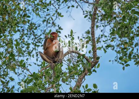 Female Proboscis monkey (Nasalis larvatus) - long-nosed monkey (dutch monkey) in his natural environment in the rainforest in Borneo Stock Photo