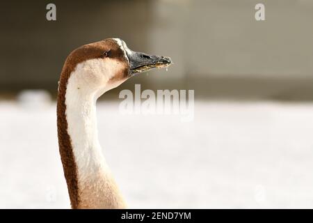 Side view of head of Swan goose bird Stock Photo
