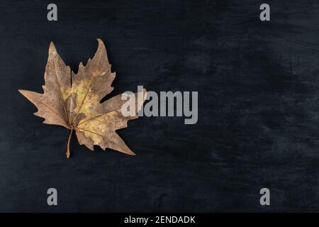 Single dried leaf on black background Stock Photo