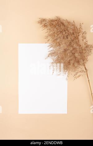 Mocup on a beige background. Empty white space for text. Advertising, design, post. Pampas, reeds, broomstick, dry bamboo trending plant Stock Photo