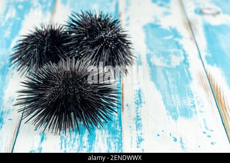 View of sea urchins on wooden background. Stock Photo