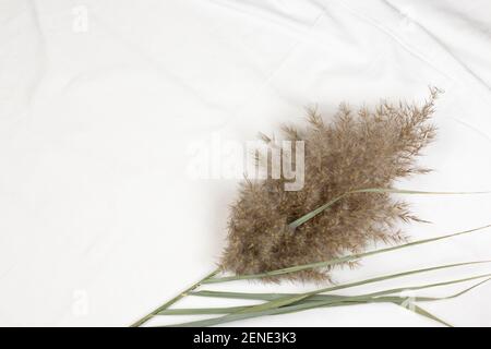 Dry reeds plumes, pampas grass on white cotton fabric background. minimal flat lay, top view image. Stock Photo