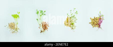 microgreen sprouts of lettuce leaves a on a white background. Selective focus. nature. Stock Photo