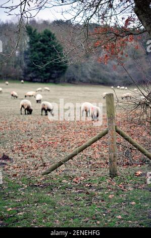 grazing defocussed sheep behind pig netting fence  broome norfolk england Stock Photo