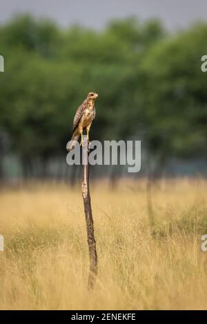 White-eyed or White eyed buzzard or Butastur teesa perched in natural green background at tal chhapar blackbuck sanctuary churu rajasthan india Stock Photo