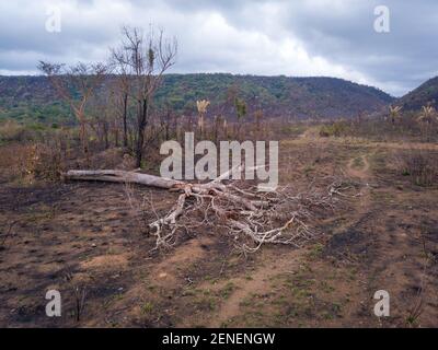 Panoramic deforestation aerial view of cut tree on sunny  summer day in the Amazon rainforest, Para, Brazil. Illegal burned forest in the background. Stock Photo