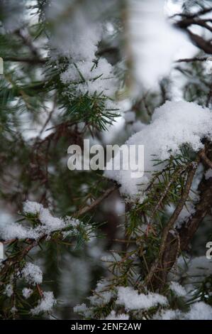 Frozen pine tree branches under the snow, winter composition, snow falling, frozen nature, winter time background with copy space Stock Photo