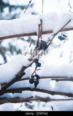 Frozen and dried grapes under the snow, winter composition, snow falling, frozen nature, winter time background with copy space Stock Photo