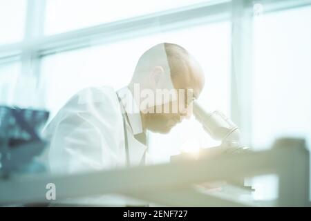 young scientist studying fluid samples through a microscope . Stock Photo