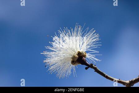Blossom of amazing Bombacopsis trinitensisis tree, neotropical tree in the bombacaceae family isolated against blue sky Stock Photo