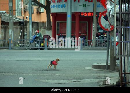 Little dog stands to attention blocking a road, showing he is the local boss possibly. Stock Photo
