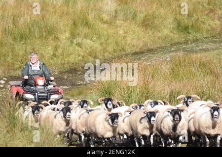 Farmer & dog moving sheep with HONDA ATV Stock Photo