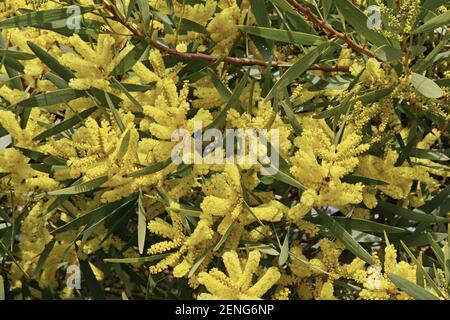 flowers and leaves of Sydney golden wattle Stock Photo