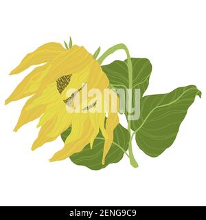 Sunflowers isolated on a white background. Vector illustration Stock Vector