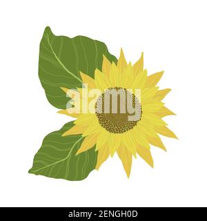Sunflowers isolated on a white background. Vector illustration Stock Vector