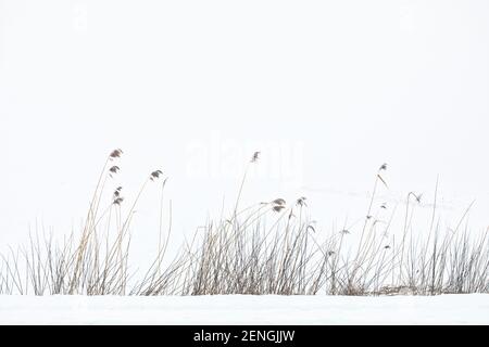 Winter landscape. Reed at the edge of a snow-covered field in morning mist. Stock Photo