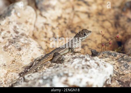 A lizard (Tropidurus sp.) bathing in the sun close to Botumirim in Minas Gerais, Brazil Stock Photo