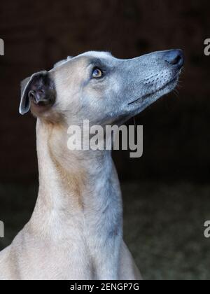 A head shot of a pretty Whippet against a black background. Stock Photo