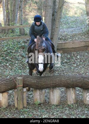 A rider schooling her Welsh Cob horse over a cross country fence. Stock Photo