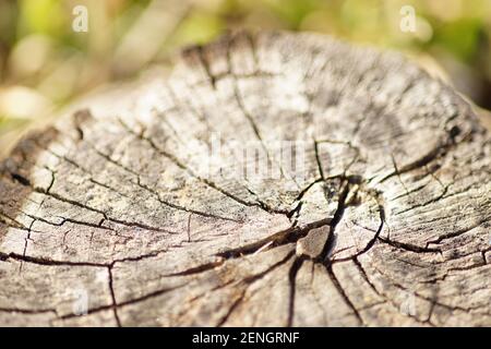 Close-up of a cherry tree stump in a sunny garden Stock Photo
