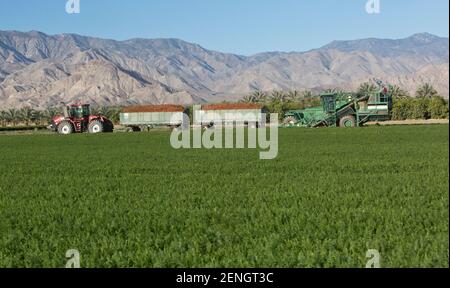 Self propelled harvester, field worker harvesting organic  carrot harvest, 'Daucus carota'   California. Stock Photo