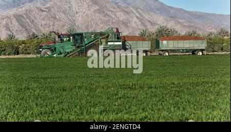 Self propelled harvester, hispanic field worker harvesting organic  carrot field crop  'Daucus carota'   California. Stock Photo