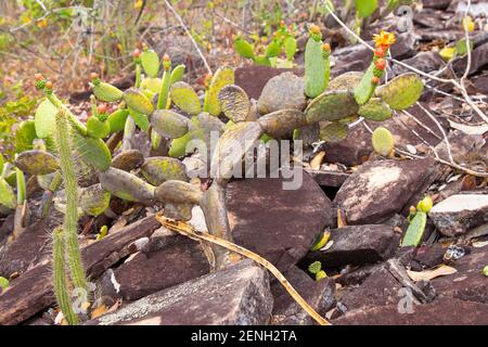 Brazilian Wildflower: The Cactus Tacinga inamoena in stony habitat close to Cristalia in Minas Gerais, Brazil Stock Photo