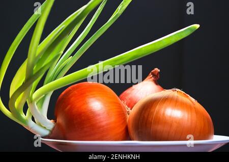 Young sprouts of sprouted onions, vegan food. Three bulbs on a dark background. Stock Photo