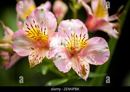 Light Pink Peruvian L:ilies, also known as the lily of the Incas, (Alstroemeria pelegrina) with a few waterdroplets Stock Photo