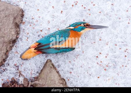 Toter Eisvogel; Alcedo atthis; Erfroren, Winter Stock Photo