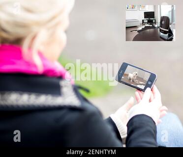 Pet camera screens and owners watching pets on mobile devices. Monitoring pets from park and office and spar. Stock Photo