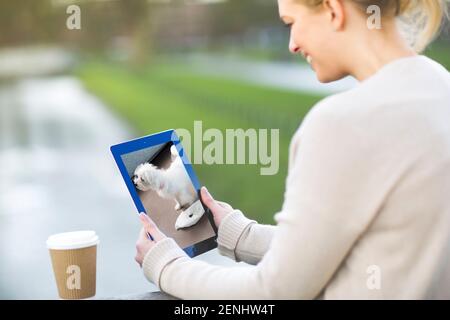 Pet camera screens and owners watching pets on mobile devices. Monitoring pets from park and office and spar. Stock Photo