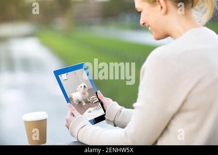 Pet camera screens and owners watching pets on mobile devices. Monitoring pets from park and office and spar. Stock Photo