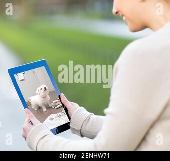 Pet camera screens and owners watching pets on mobile devices. Monitoring pets from park and office and spar. Stock Photo