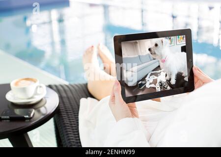 Pet camera screens and owners watching pets on mobile devices. Monitoring pets from park and office and spar. Stock Photo