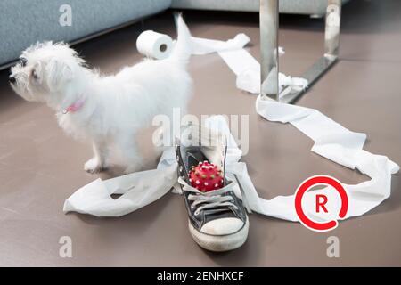 Pet camera screens and owners watching pets on mobile devices. Monitoring pets from park and office and spar. Stock Photo
