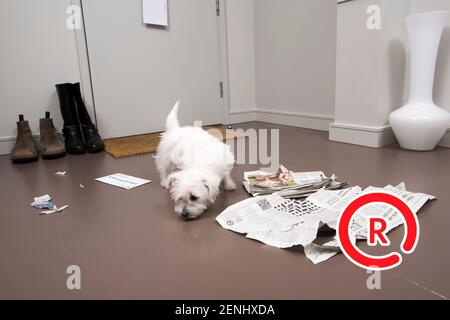 Pet camera screens and owners watching pets on mobile devices. Monitoring pets from park and office and spar. Stock Photo