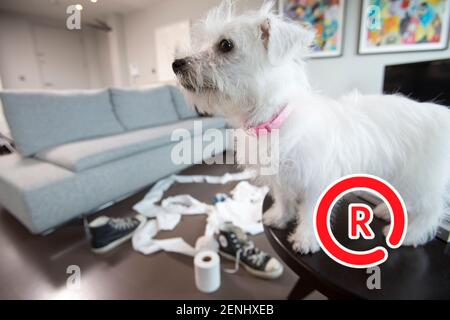 Pet camera screens and owners watching pets on mobile devices. Monitoring pets from park and office and spar. Stock Photo