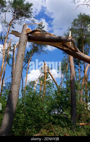 Waldschaden nach Gewitter, Sturmschaden Stock Photo