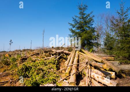 Wald nach Sturm, Sturmschaden, Stock Photo