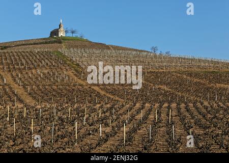 La Chapelle de la Madone (Chapel of the Madonna) dominates the vineyards of Beaujolais in Fleurie Stock Photo