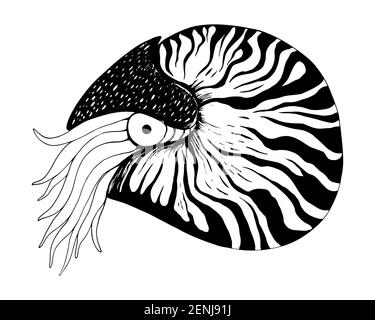 Nautilus coloring book black and white vector hand drawn illustration isolated on white background. Ocean mollusc with tentacles. Sketch of an animal. Stock Vector