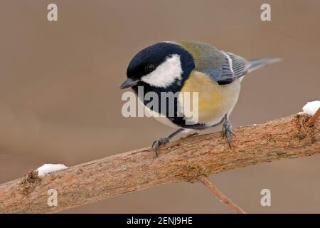 Kohlmeise auf Zweig, (Parus major) Stock Photo