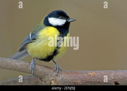 Kohlmeise auf Zweig, (Parus major) Stock Photo