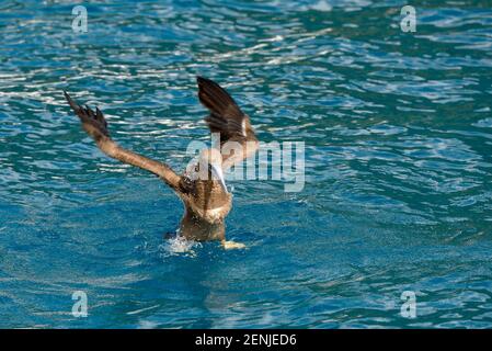 Brown Booby (Sula leucogaster) taking flight, Cooper Island, British Virgin Islands Stock Photo