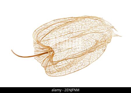 Physalis peruviana, Cape gooseberry, Kapstachelbeere, close up, calyx Stock Photo