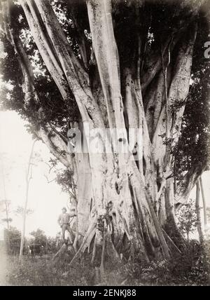 Vintage 19th century photograph: Large fig tree, Queensland, Australia. Stock Photo